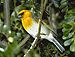 Rainforest and Dry Forest Birding